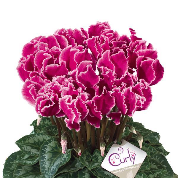 Halios® Select CURLY Magenta Edge Cyclamen - Bloom