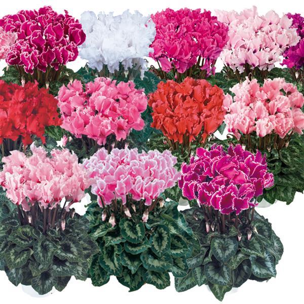 Halios® Select CURLY Mix Cyclamen - Bloom