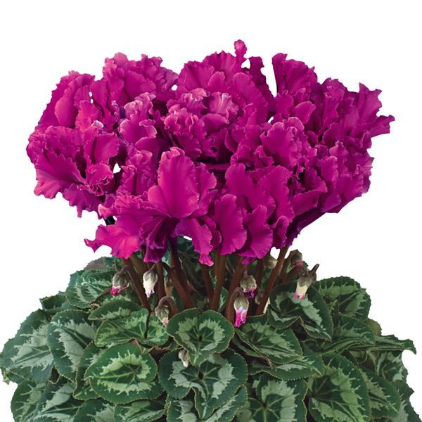 Halios® Select CURLY Purple Cyclamen - Bloom