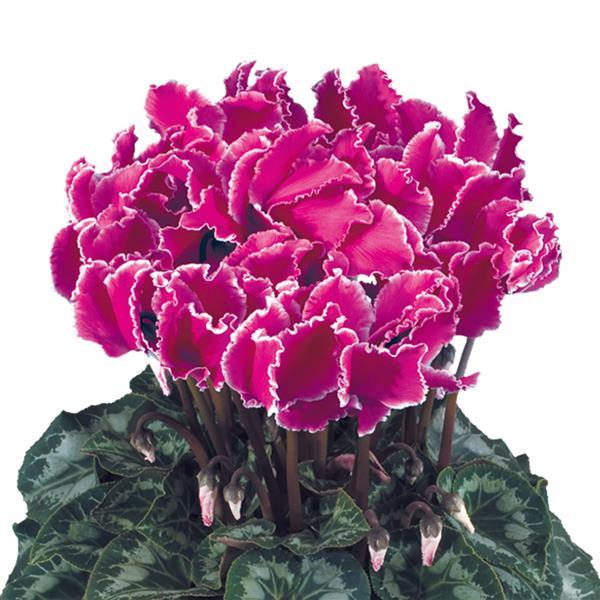 Halios® Select CURLY Purple Edge Cyclamen - Bloom