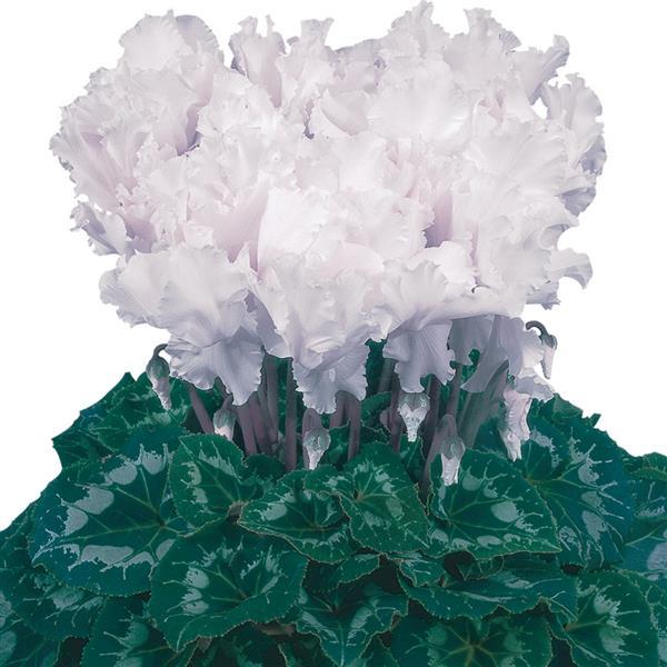 Halios® Select CURLY White Cyclamen - Bloom