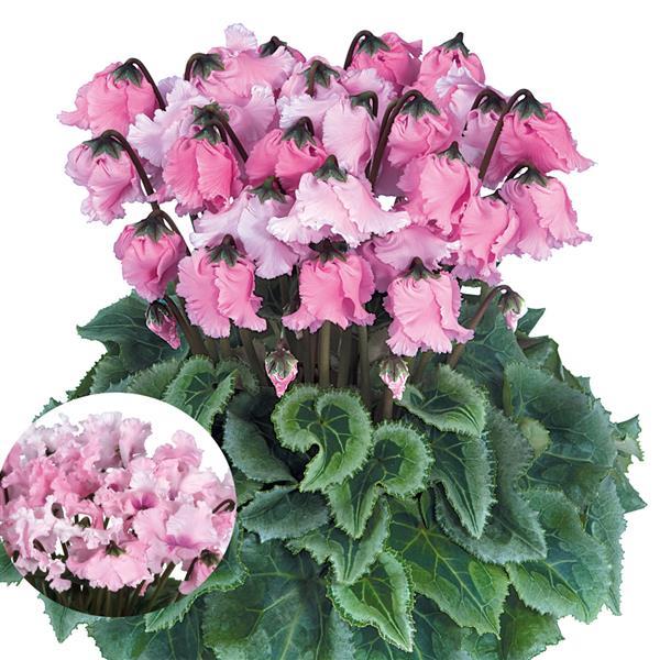 Halios® Select Falbala Rose Cyclamen - Bloom