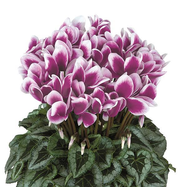 Halios® Select Fantasia Purple Silverleaf Cyclamen - Bloom