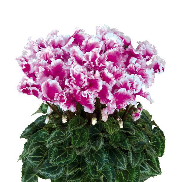 Halios® Select Friola Light Purple Cyclamen - Bloom