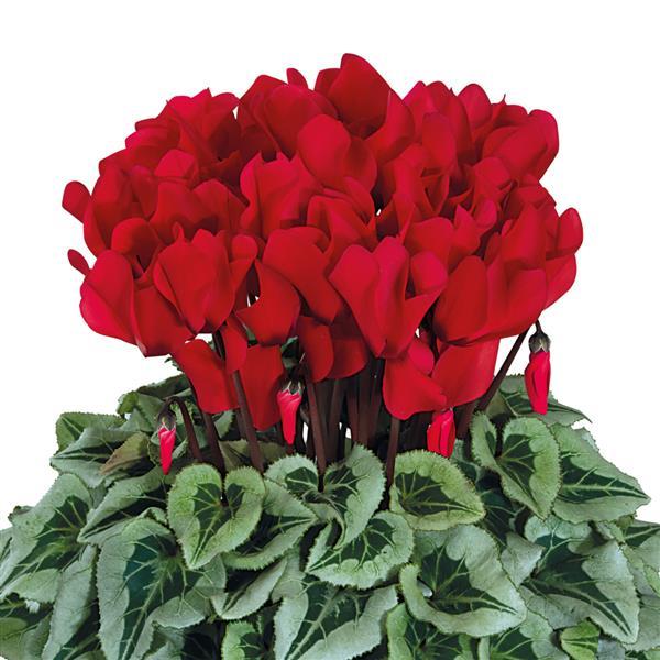 Halios® Select Red Silverleaf Cyclamen - Bloom