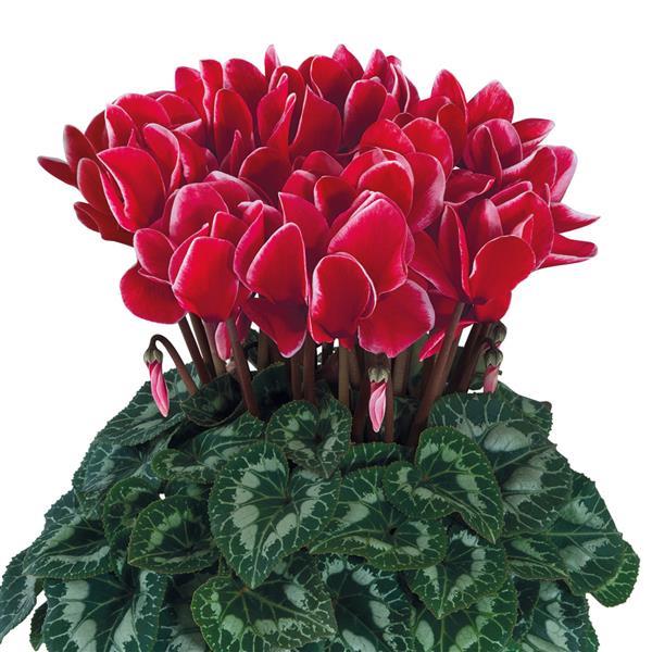 Halios® Select Red Satisfaction Cyclamen - Bloom