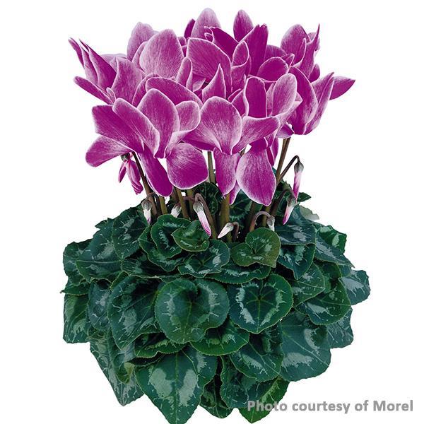 Halios® Purple Flame Cyclamen - Bloom
