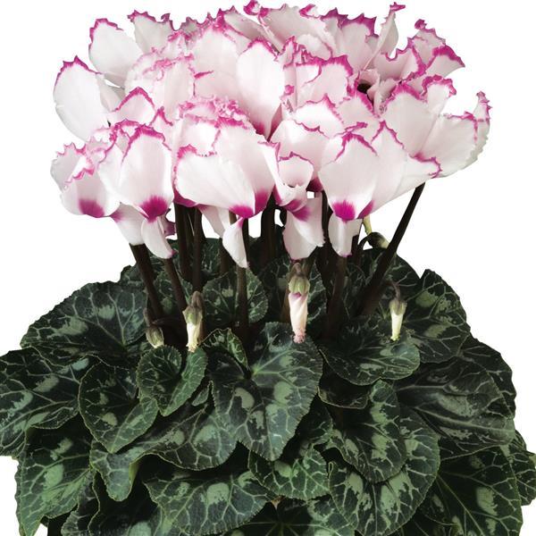 Latinia® Select Victoria 50 Cyclamen - Bloom