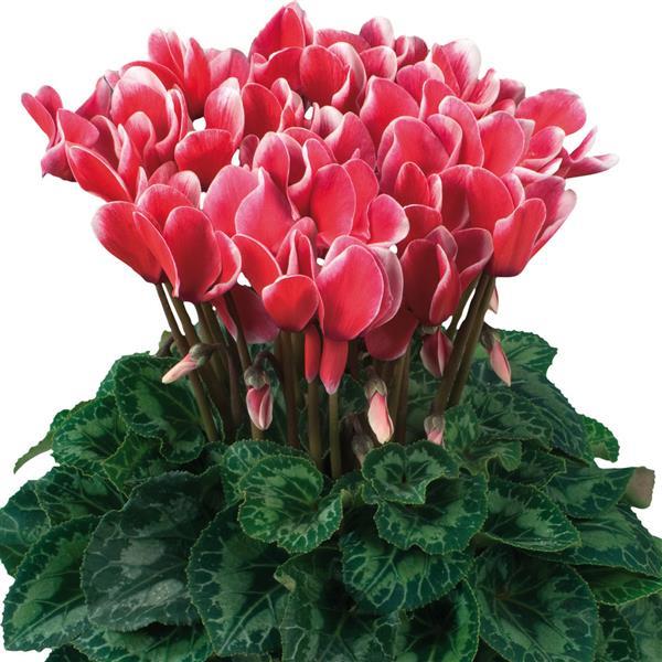 Latinia® Select Fantasia Red Cyclamen - Bloom