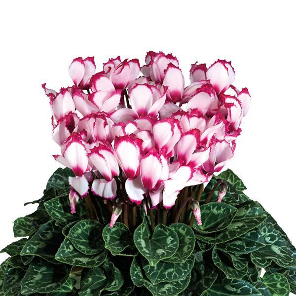 Latinia® Select Victoria 50 Rose Eye Cyclamen - Bloom