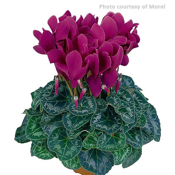 Latinia® Purple Cyclamen - Bloom
