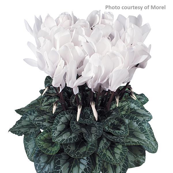 Latinia® White Cyclamen - Bloom