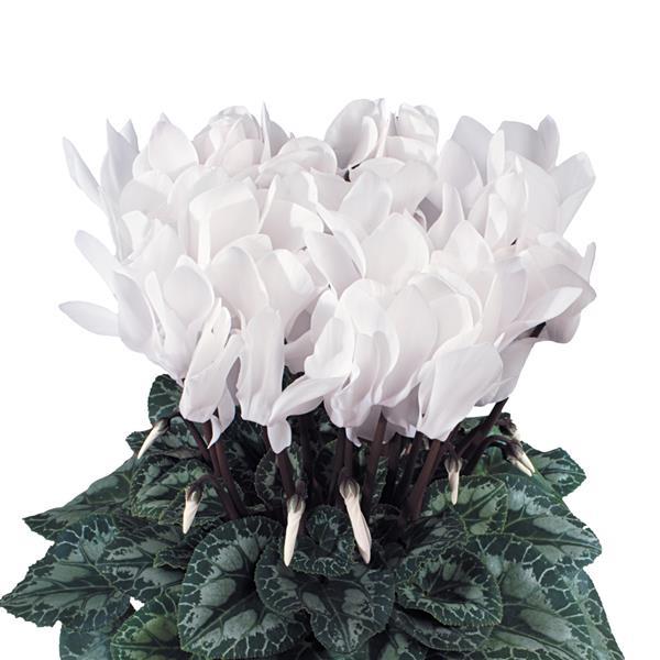Latinia® Success Pure White Cyclamen - Bloom