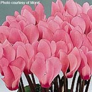 Metis® Salmon Rose Cyclamen - Bloom