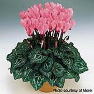 Metis® Salmon Rose Cyclamen - Container