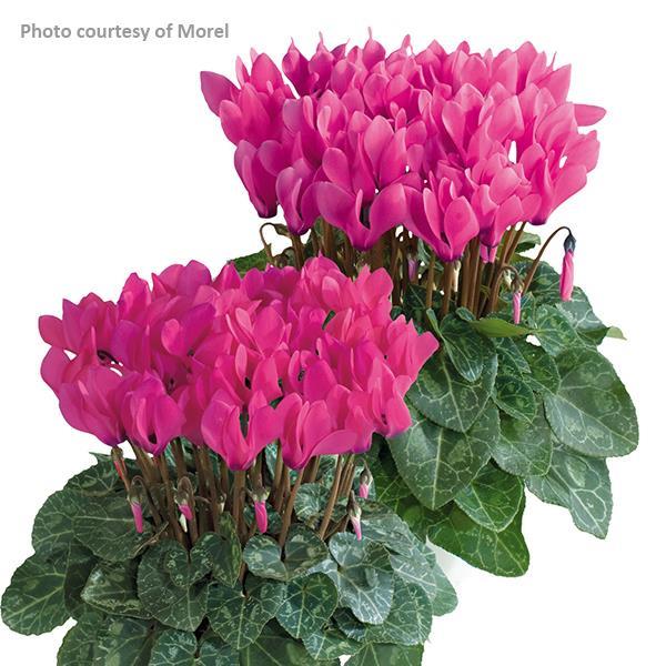 Metis® Rose Shades Cyclamen - Bloom