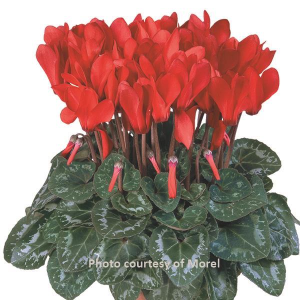 Metis® Bright Red Compact Cyclamen - Bloom
