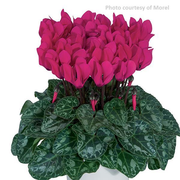 Metis® Deep Rose Cyclamen - Bloom