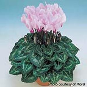 Metis® Light Pink Eye Cyclamen - Container