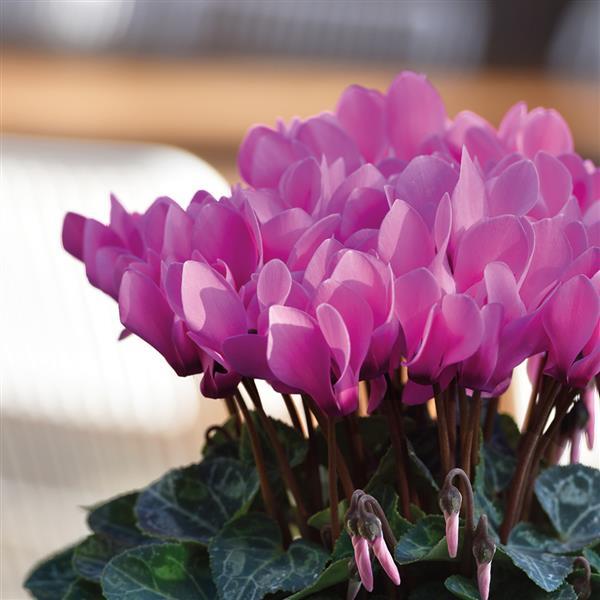 Metis® Light Rose Cyclamen - Bloom