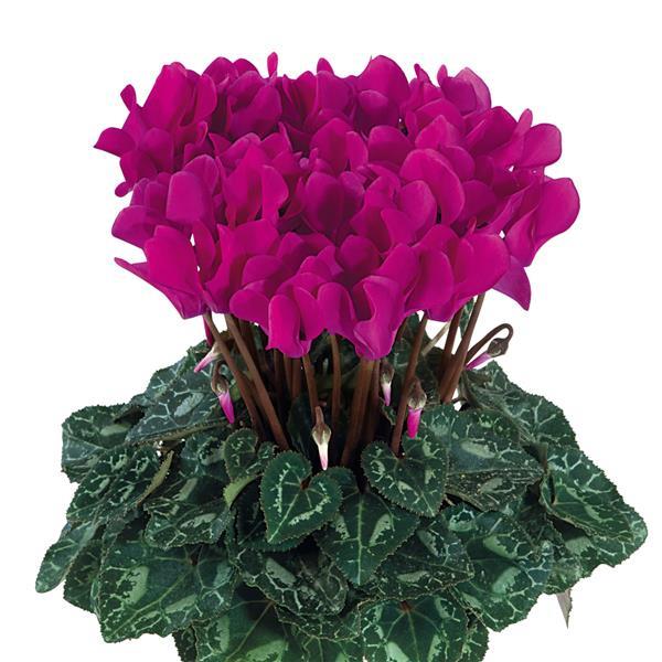 Metis® Bright Purple Cyclamen - Bloom