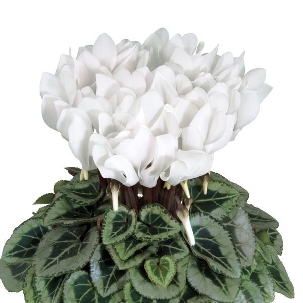 Metis® Pure White Silverleaf Cyclamen - Bloom