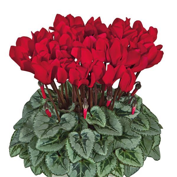 Metis® Scarlet Red Silverleaf Cyclamen - Bloom