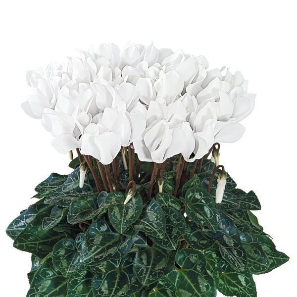Metis® Chantilly White Cyclamen - Bloom