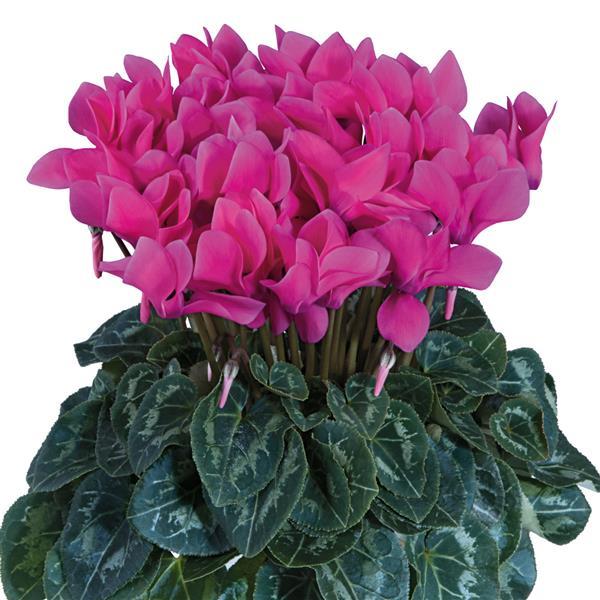 Tianis® Rose Cyclamen - Bloom