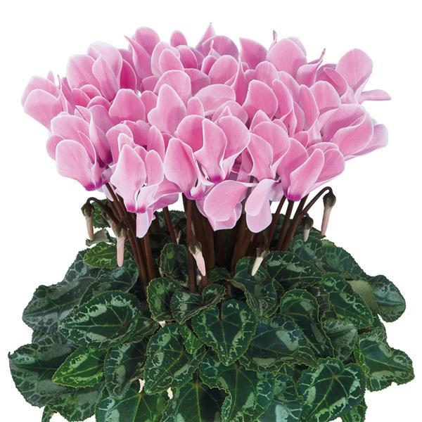 Tianis® Rose Flame Cyclamen - Bloom