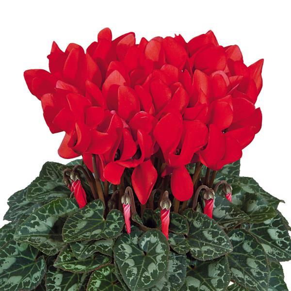 Tianis® Scarlet Red Cyclamen - Bloom