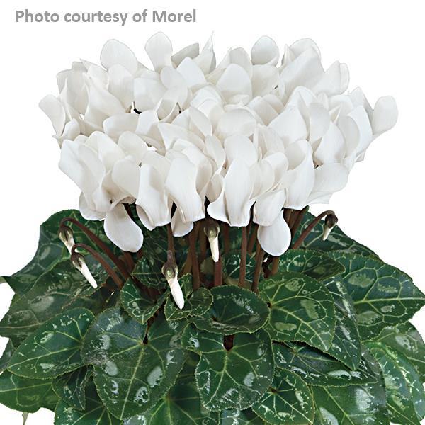 Tianis® White Cyclamen - Bloom