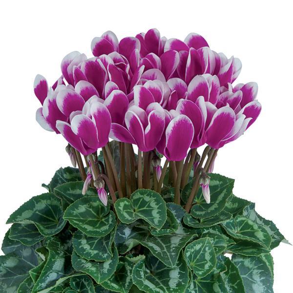 Tianis® Fantasia Purple Cyclamen - Bloom