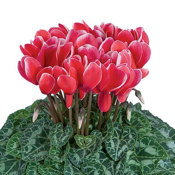 Tianis® Fantasia Red Cyclamen - Bloom
