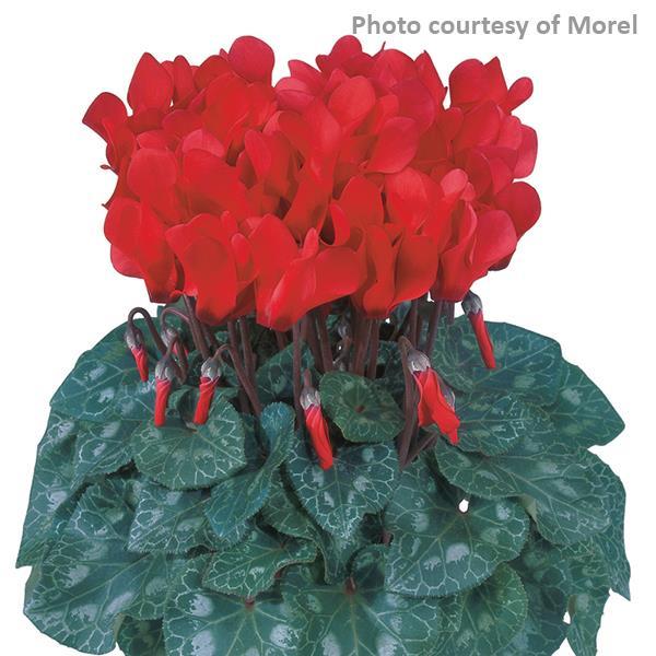 Tianis® Bright Red Cyclamen - Bloom