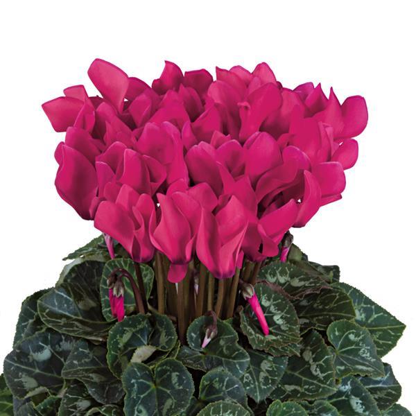 Tianis® Deep Rose Cyclamen - Bloom