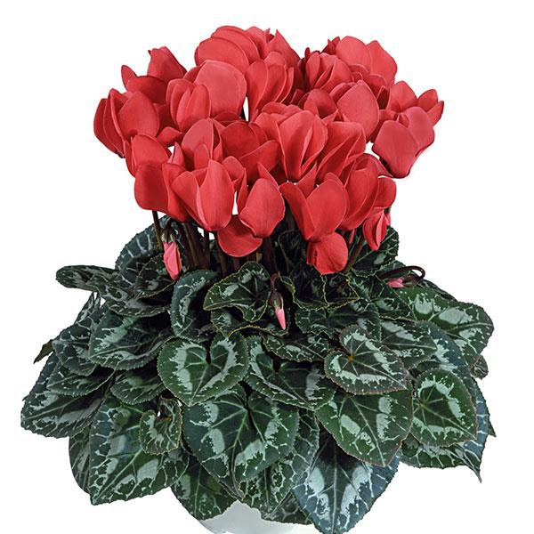 Tianis® Deep Salmon Cyclamen - Container