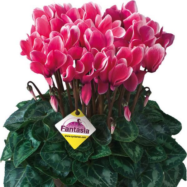 Tianis® Fantasia Deep Rose Cyclamen - Bloom