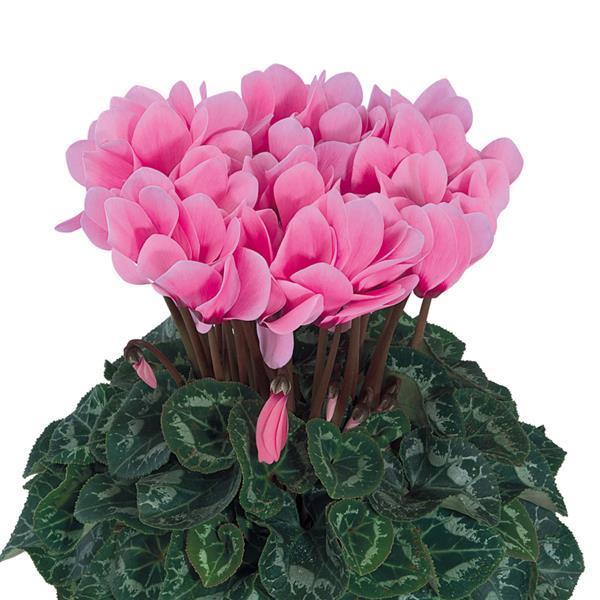 Tianis® Rose With Eye Cyclamen - Bloom