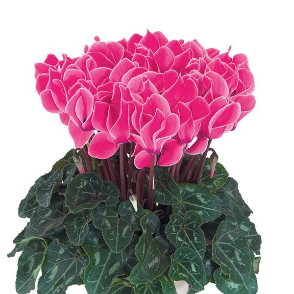 Tianis® Neon Rose Flame Cyclamen - Bloom
