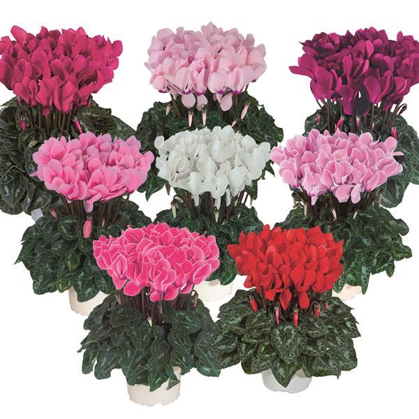 Tianis® North Mix Cyclamen - Bloom