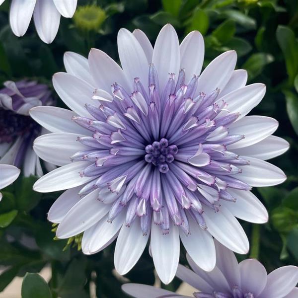 4D™ Blue Ice Osteospermum - Bloom