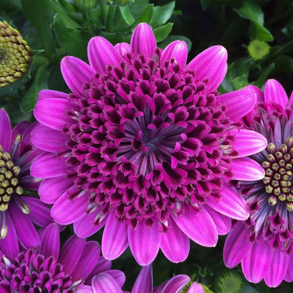 4D™ Purple Osteospermum - Bloom