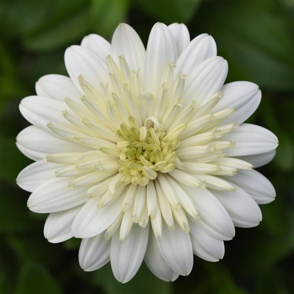 4D™ White Osteospermum - Bloom