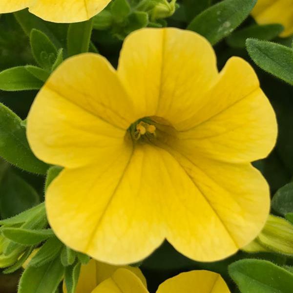 MiniFamous® Uno Yellow Calibrachoa - Bloom
