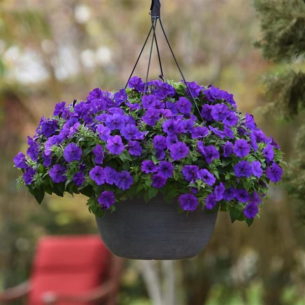 ColorRush™ Blue Petunia - Basket