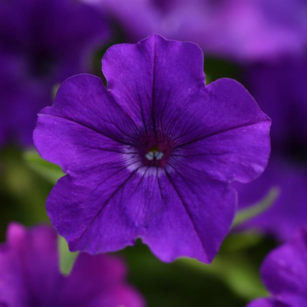 ColorRush™ Blue Petunia - Bloom