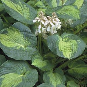 20 GREAT EXPECTATIONS HOSTA SEEDS 