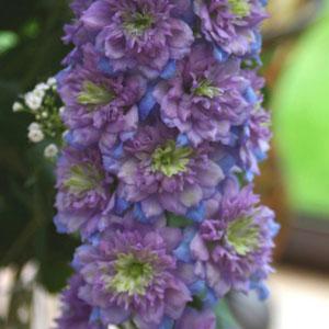 Delphinium Highlander Blueberry Pie - Bloom