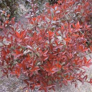Fireball Red® Photinia - Garden